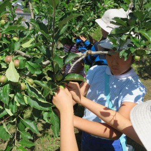 2016071108リンゴの摘果作業体験